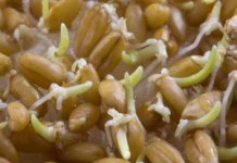 Как принимать пророщенную пшеницу — польза и вред для организма польза и вред пророщенной пшеницы