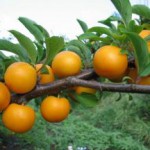 Зеленая и красная алыча: польза и вред для организма Польза и вред алычи