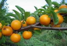 Зеленая и красная алыча: польза и вред для организма Польза и вред алычи