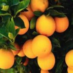 Польза и вред апельсинов для здоровья человека апельсины польза и вред для здоровья