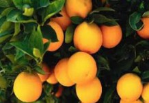 Польза и вред апельсинов для здоровья человека апельсины польза и вред для здоровья