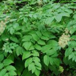 Инструкция по применению аралии маньчжурской — лечебные свойства и противопоказания аралия маньчжурская фото