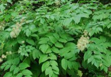 Инструкция по применению аралии маньчжурской — лечебные свойства и противопоказания аралия маньчжурская фото