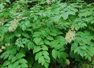Инструкция по применению аралии маньчжурской — лечебные свойства и противопоказания аралия маньчжурская фото