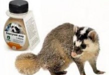 Лечебные свойства барсучьего жира — применение при кашле и противопоказания для детей барсучий жир применение при кашле