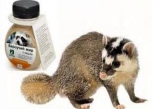 Лечебные свойства барсучьего жира — применение при кашле и противопоказания для детей барсучий жир применение при кашле