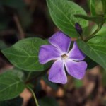 Полезные и целебные свойства малого и розового барвинка — применение и противопоказания трава барвинок лечебные свойства и применение фото