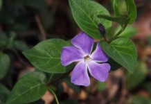 Полезные и целебные свойства малого и розового барвинка — применение и противопоказания трава барвинок лечебные свойства и применение фото