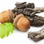 Лечебные свойства и противопоказания коры дуба для мужчин и женщин в гинекологии кора дуба лечебные свойства и противопоказания