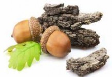 Лечебные свойства и противопоказания коры дуба для мужчин и женщин в гинекологии кора дуба лечебные свойства и противопоказания