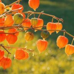 Овощной физалис: полезные свойства и противопоказания физалис полезные свойства