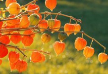 Овощной физалис: полезные свойства и противопоказания физалис полезные свойства