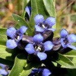 Лечебные свойства и противопоказания горечавки даурской, китайской и других горечавка лечебные свойства и противопоказания