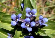 Лечебные свойства и противопоказания горечавки даурской, китайской и других горечавка лечебные свойства и противопоказания