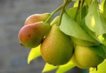 Свежая, сушеная и вяленая груша — польза и вред для организма женщин и беременных польза и вред грущи