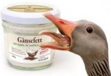 Лечебные свойства и противопоказания гусиного жира от кашля и в косметологии гусиный жир лечебные свойства и противопоказания