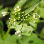 Применение ярутки полевой для мужчин от импотенции и женщинам в гинекологии