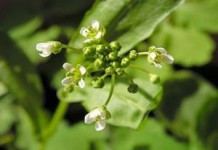 Применение ярутки полевой для мужчин от импотенции и женщинам в гинекологии