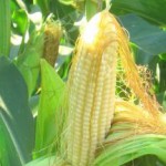 Кукурузные рыльца: уникальные лечебные свойства и противопоказания для женщин и печени кукурузные рыльца лечебные свойства и противопоказания для женщин