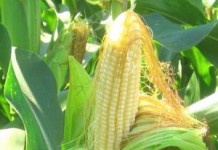 Кукурузные рыльца: уникальные лечебные свойства и противопоказания для женщин и печени кукурузные рыльца лечебные свойства и противопоказания для женщин