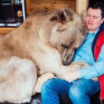 Целебные свойства медвежьей желчи — применение в народной медицине медвежья желчь лечебные свойства и противопоказания