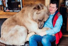 Целебные свойства медвежьей желчи — применение в народной медицине медвежья желчь лечебные свойства и противопоказания