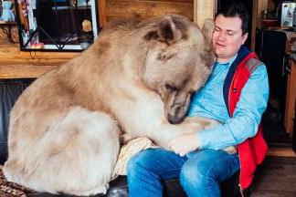 Целебные свойства медвежьей желчи — применение в народной медицине медвежья желчь лечебные свойства и противопоказания