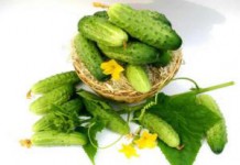 Свежие и соленые огурцы: польза и вред для организма человека и беременных Польза и вред огурцов для организма