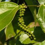 Черный перец горошком и молотый — польза и вред для здоровья чёрный перец польза и вред