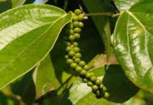 Черный перец горошком и молотый — польза и вред для здоровья чёрный перец польза и вред