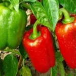 Красный болгарский перец: польза и вред для организма человека польза болгарского перца