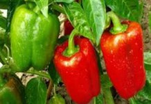 Красный болгарский перец: польза и вред для организма человека польза болгарского перца