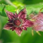 Приготовление и применение спиртовой настойки сабельника болотного сабельник болотный настойка приготовление