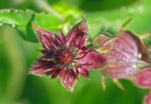 Приготовление и применение спиртовой настойки сабельника болотного сабельник болотный настойка приготовление