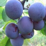 Красные и желтые сливы: польза и вред свежих и сушеных для здоровья сливы польза и вред для здоровья