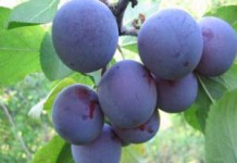 Красные и желтые сливы: польза и вред свежих и сушеных для здоровья сливы польза и вред для здоровья