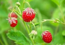 Польза и вред земляники лесной для здоровья человека земляника польза и вред для здоровья