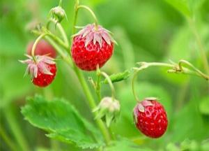 Польза и вред земляники лесной для здоровья человека земляника польза и вред для здоровья