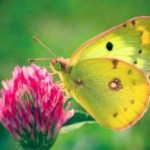 Лечебные свойства и противопоказания травы трилистник трава трилистник фото