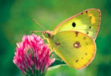 Лечебные свойства и противопоказания травы трилистник трава трилистник фото