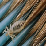 Как вывести вшей и гнид народными средствами в домашних условиях у детей и взрослых народные средства от вшей