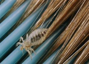 Как вывести вшей и гнид народными средствами в домашних условиях у детей и взрослых народные средства от вшей