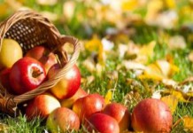 Яблоки на ночь или на завтрак, натощак : польза и вред для здоровья организма яблоки польза и вред для здоровья