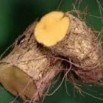 Применение настойки адамова корня в народной медицине адамов корень применение в народной медицине отзывы