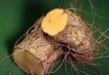 Применение настойки адамова корня в народной медицине адамов корень применение в народной медицине отзывы