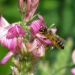 Лечебные свойства и противопоказания эспарцетового меда, описание, фото эспарцетовый мед фото