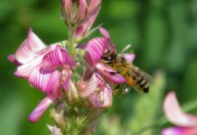 Лечебные свойства и противопоказания эспарцетового меда, описание, фото эспарцетовый мед фото