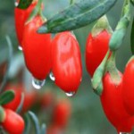 Полезные свойства и противопоказания ягод Годжи для мужчин и женщин ягоды годжи полезные свойства и противопоказания