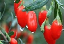 Полезные свойства и противопоказания ягод Годжи для мужчин и женщин ягоды годжи полезные свойства и противопоказания