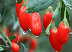 Полезные свойства и противопоказания ягод Годжи для мужчин и женщин ягоды годжи полезные свойства и противопоказания